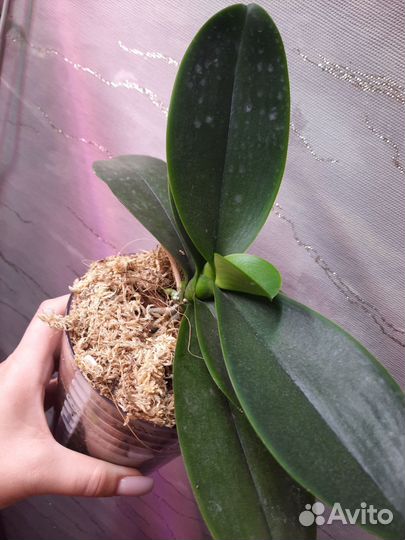 Орхидея фаленопсис 