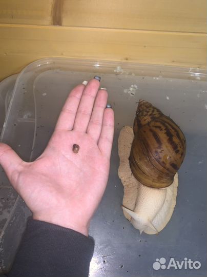 Ахатина тигр альбино