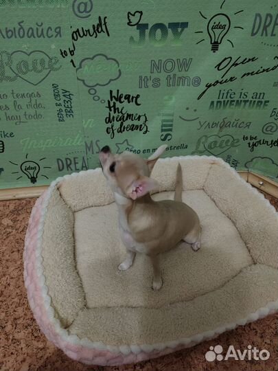 Чихуахуа мини девочка