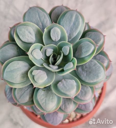 Эхеверии с наростами и капусты