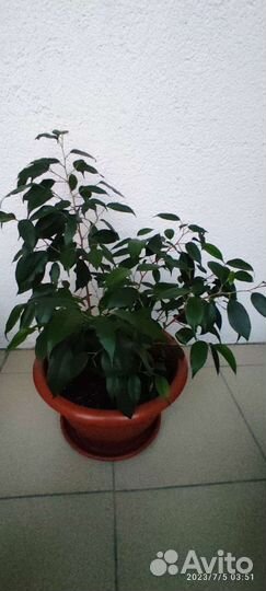 Фикус бенджамина, комнатные растения