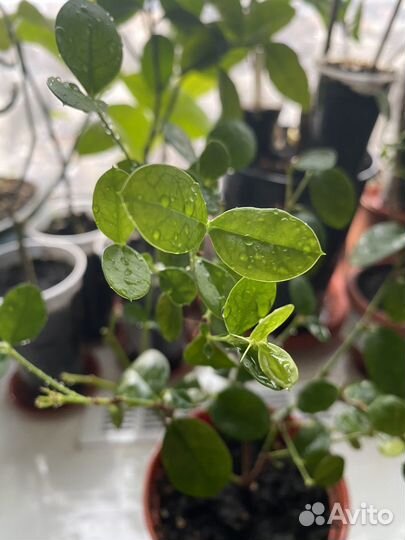 Карисса, комнатная слива