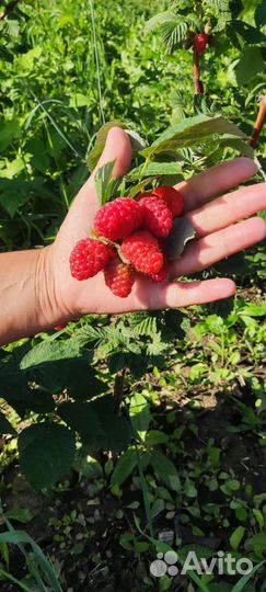 Саженцы малины