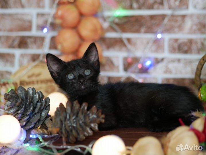 Черные, серые милашки мальчики девочки