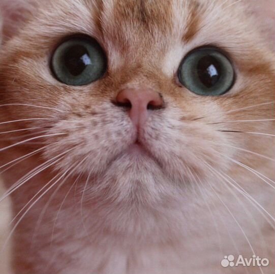 В добрые руки молодая кошечка