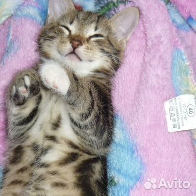 Лапулечка очаровашка девочка котенок