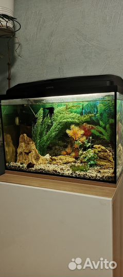 Аквариум в полном комплекте