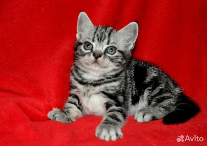 Американские короткошерстные котята