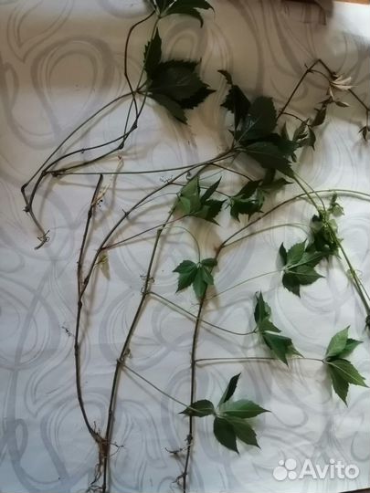 Девичий виноград Многолетник лиана