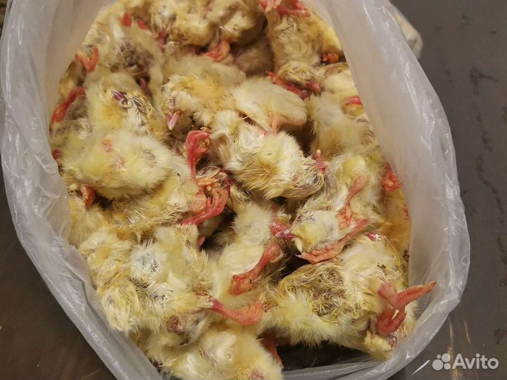 Цыплята на корм животным, замороженые