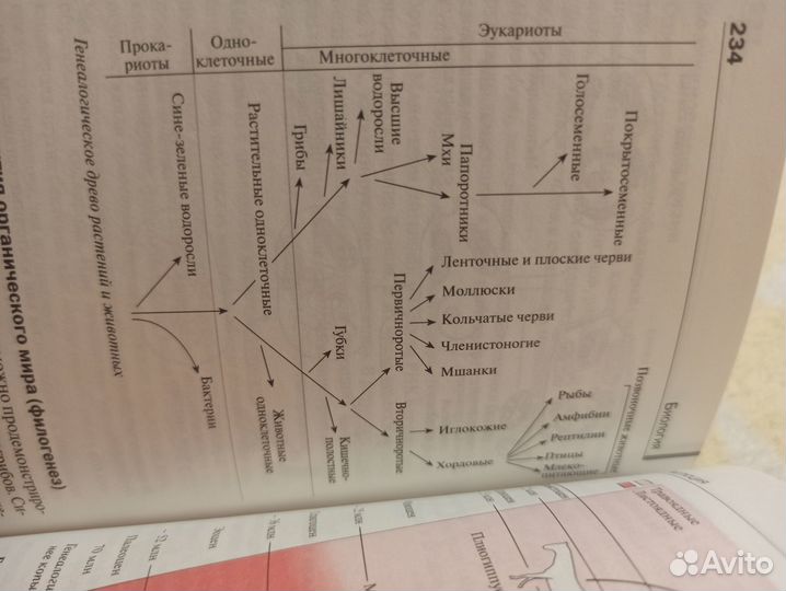 Биология, карманный справочник