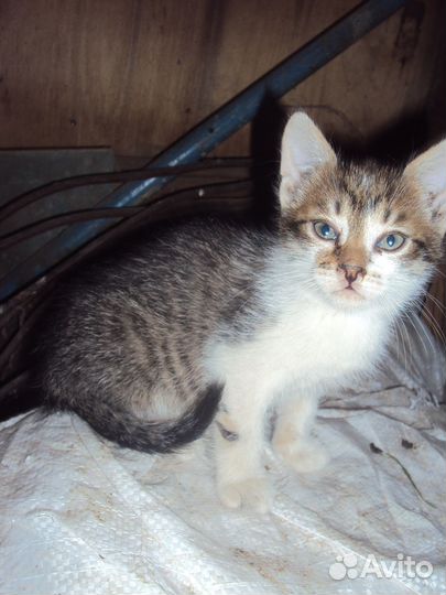 Котята отдам в добрые руки бесплатно