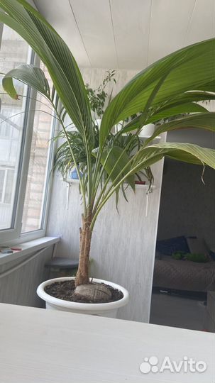 Кокосовая пальма