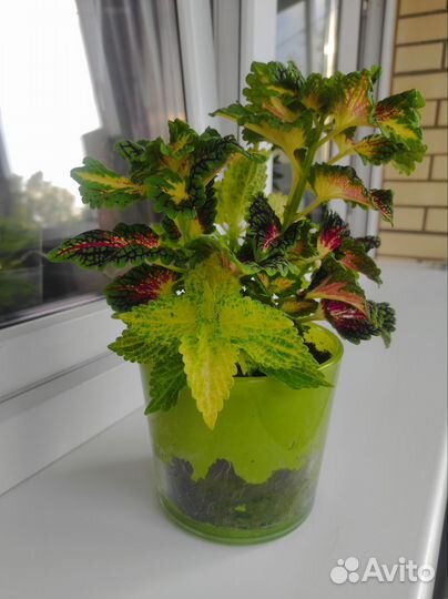 Комнатные цветы.Колиус