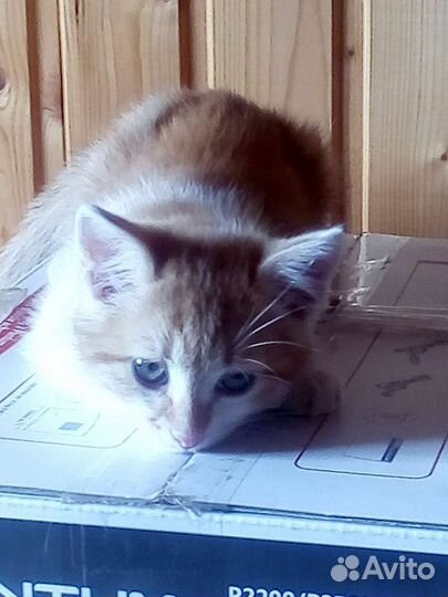 Котенок, возраст 2 месяца