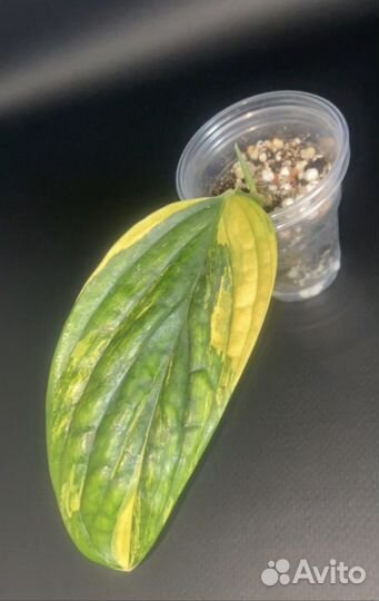 Монстеры Карстенианум вар, кливия вар