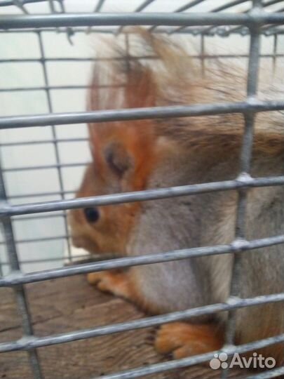 Белки и бельчата