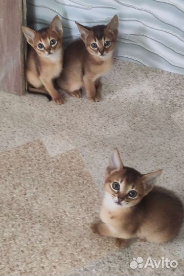 Абиссинские девчули