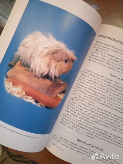 Декоративные грызуны. Хомячки