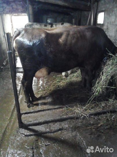 Корова карпатская бурая, тёлка Костромская