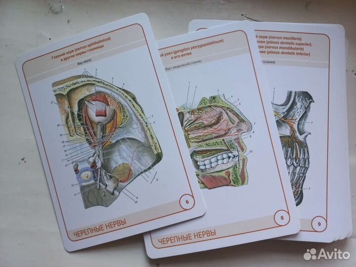 Анатомия человека. Карточки (26 шт)