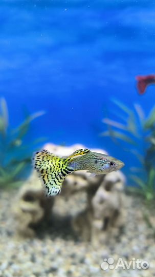 Гуппи, синодонт, анцитрус, улитки