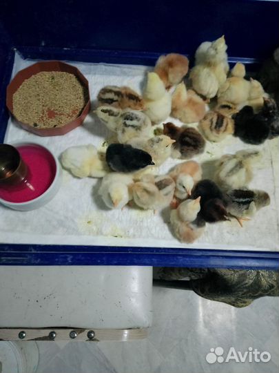 Цыплятки домашние разных пород