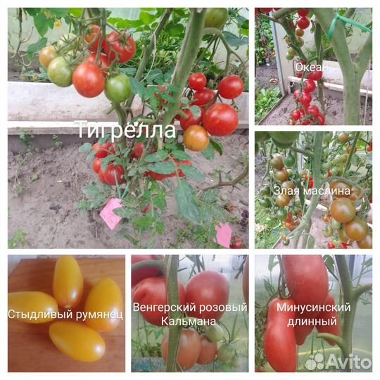 Семена томатов