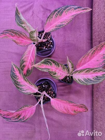 Аглаонема Панама Пинк