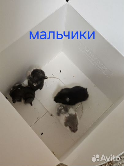 Джунгарский хомяк