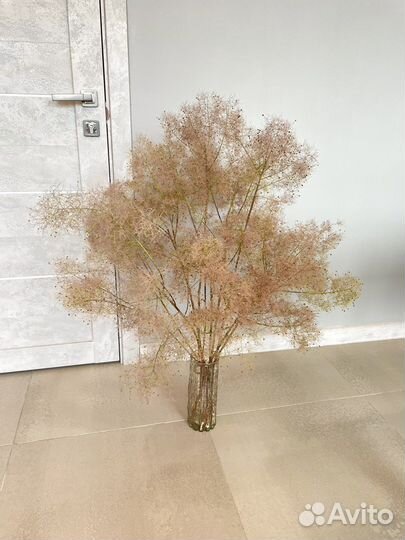 Сухоцветы букет скумпия для интерьера