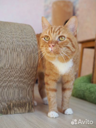 Кот Степан ищет дом