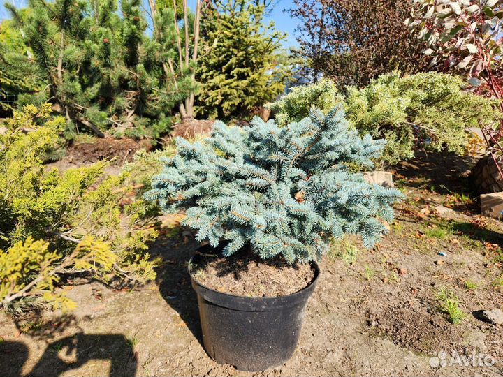 Ель глаука глобоза