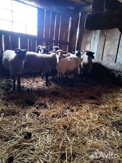 Бараны романовские