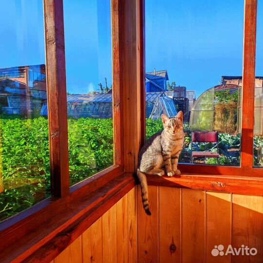 Кошки в добрые руки