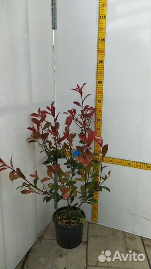 Фотиния карре руж