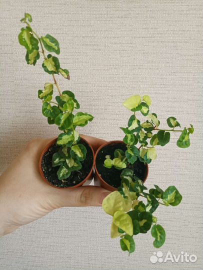 Растения для террариума. Фикусы, орхидеи