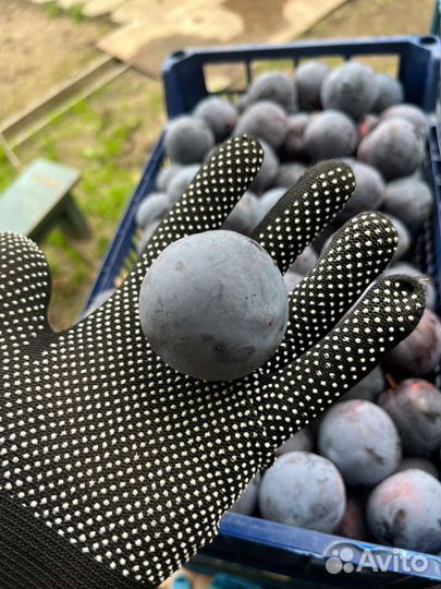 Слива анжелина