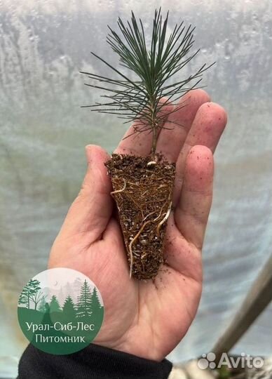 Зкс и окс Сосна Ель Лиственница сеянцы Голуб горн