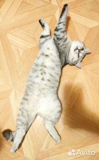 Шотландский кот вязка