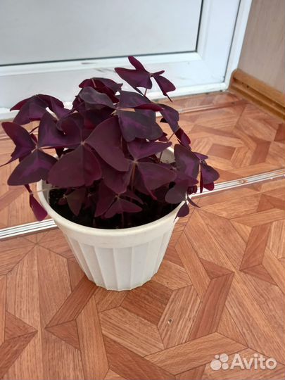 Кислица треугольная