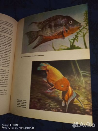 Аквариумные рыбки