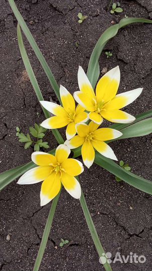 Луковицы тюльпанов