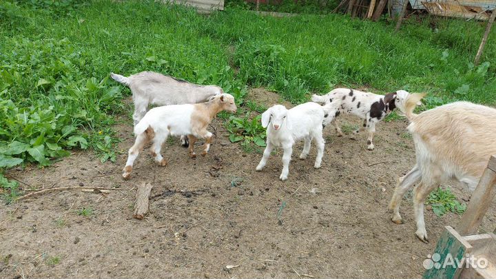 Нубийская порода, козёл на племя, козы, козлята