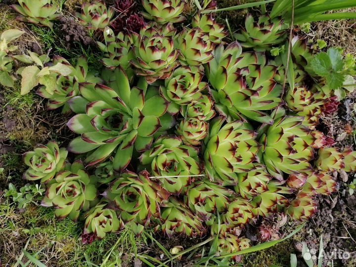 Энотера. Молодило. купальница. тимьян