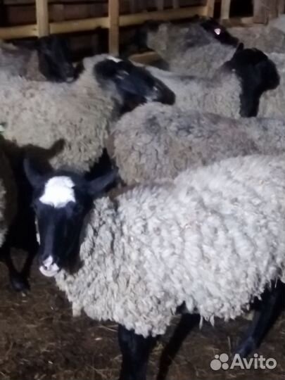 Романовские бараны, овцы