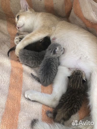 Бронь котята