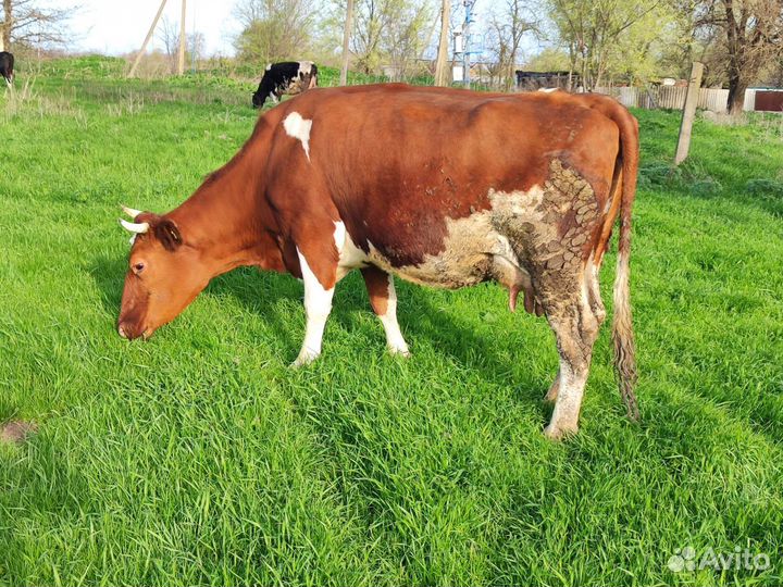 Коровы дойные молочные