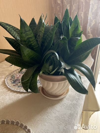 Сансевиерия