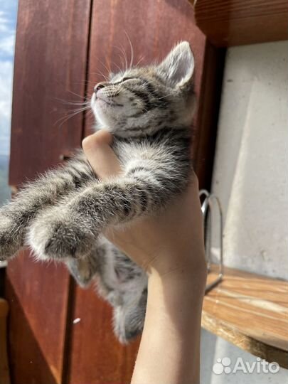 Котенок мальчик 1 месяц